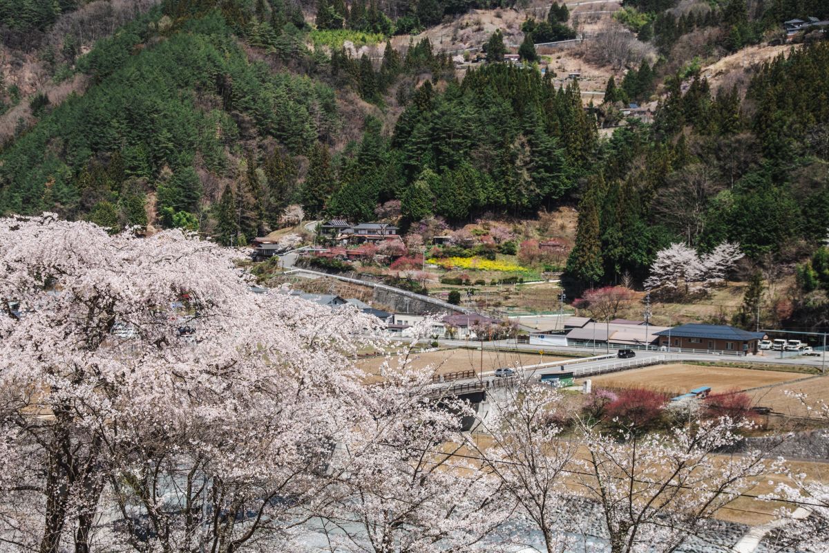 南信州の桜旅　大西公園大鹿村